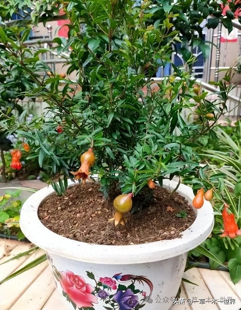 石榴树种植技术