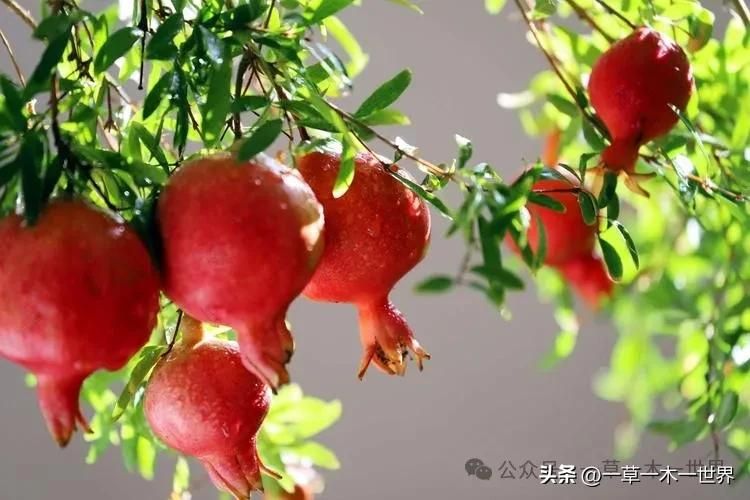 石榴树种植技术