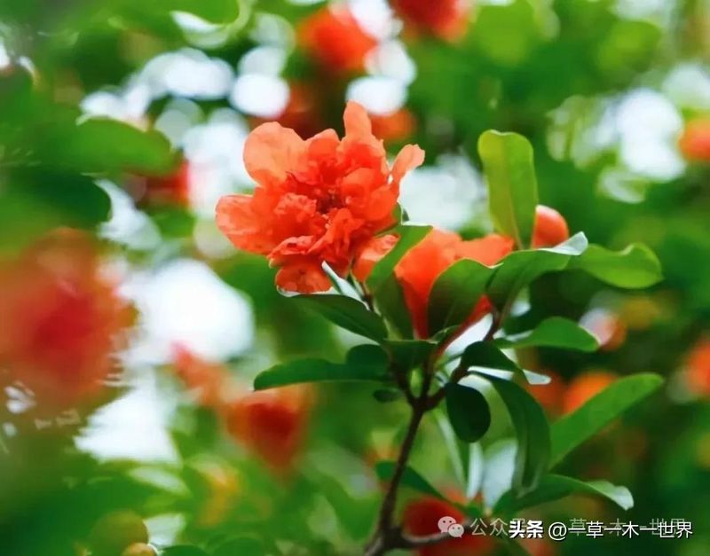 石榴树种植技术