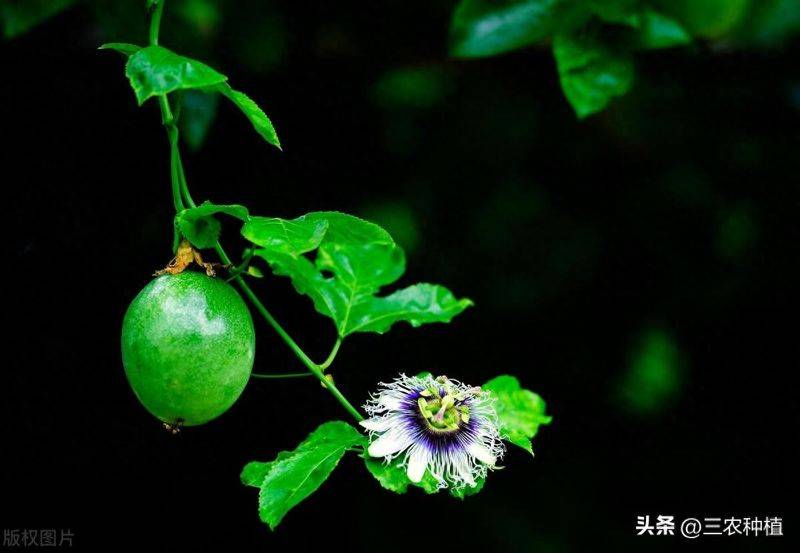 百香果种植技术
