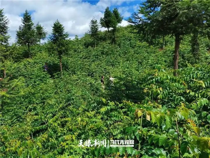 钩藤种植技术视频