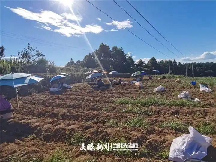 钩藤种植技术视频