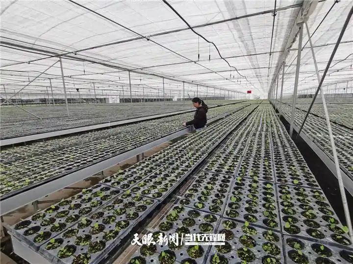 钩藤种植技术视频
