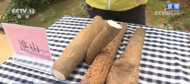 铁棍山药的种植技术