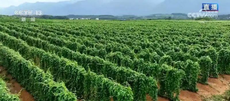 铁棍山药的种植技术