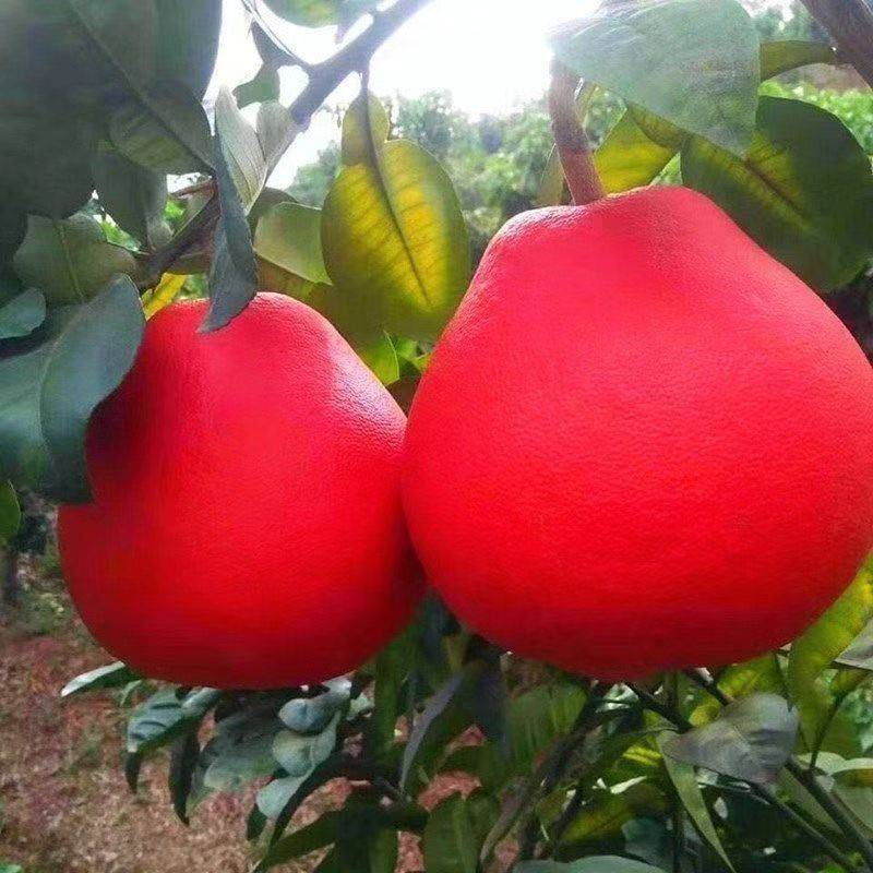 果树苗木种植蜜柚苗新品种
