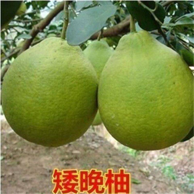 果树苗木种植蜜柚苗新品种