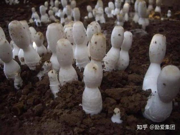 鸡腿菇的种植技术