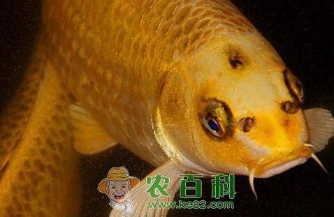 金色鲤鱼多少钱一条