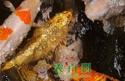金色鲤鱼多少钱一条