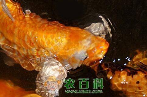 金色鲤鱼多少钱一条