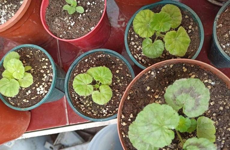 自己天竺葵种子种植方法