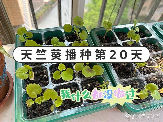 自己天竺葵种子种植方法
