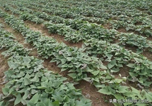 Potato growing techniques