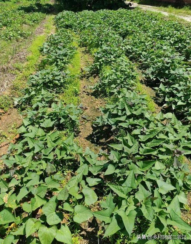 Potato growing techniques