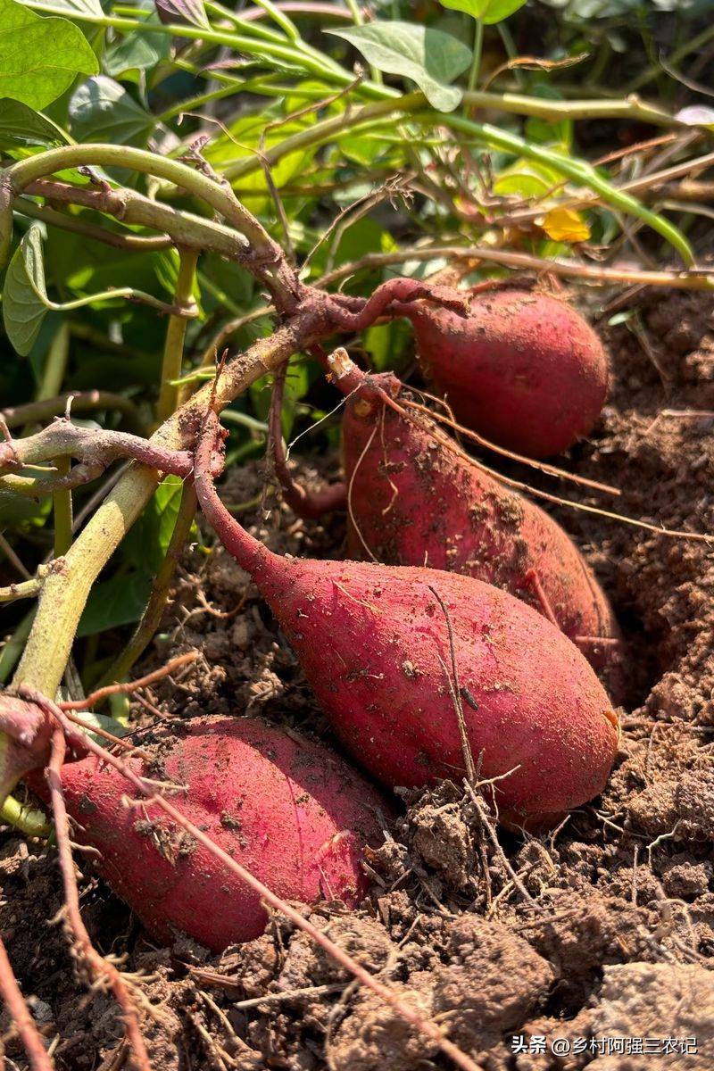 Potato growing techniques