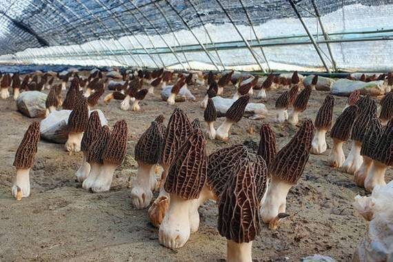 Sheep-breeding techniques