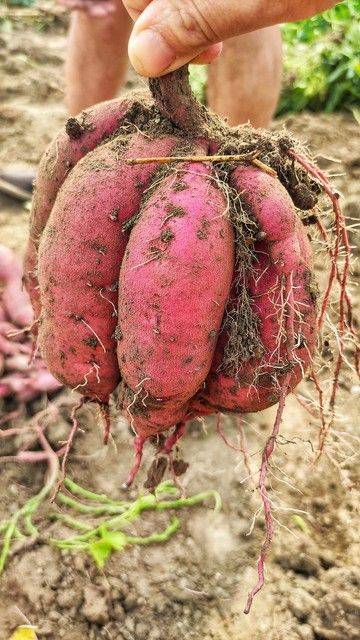 Potato growing techniques