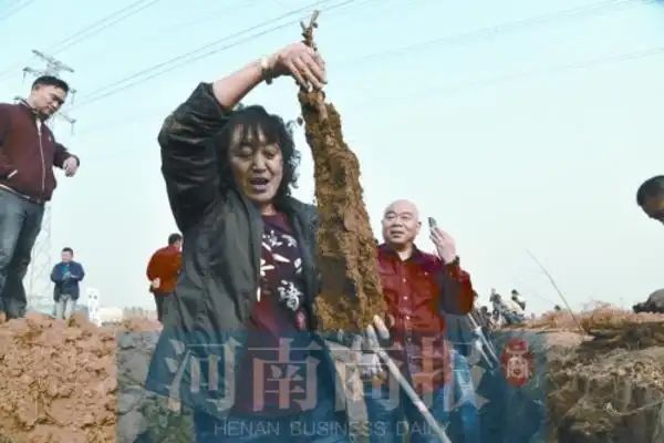 铁棍山药的种植技术