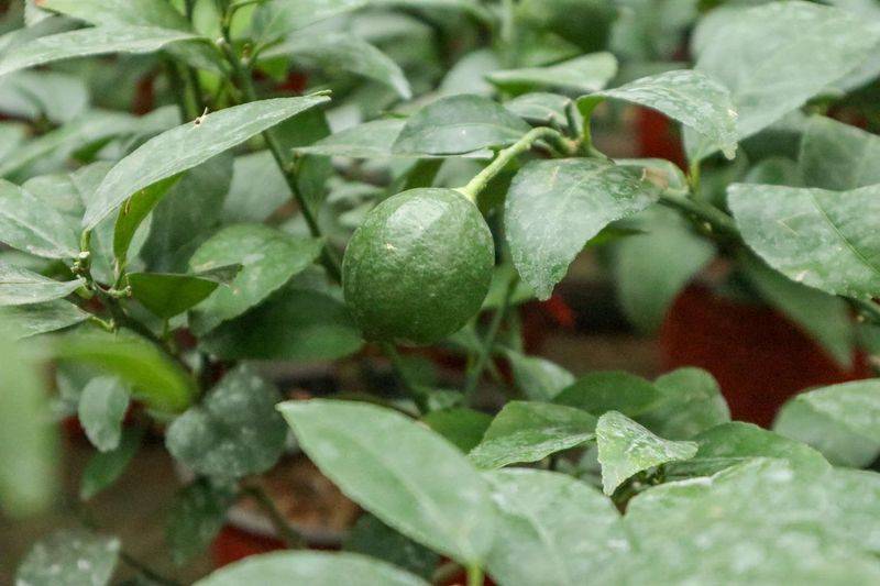 柠檬树苗怎么种植方法
