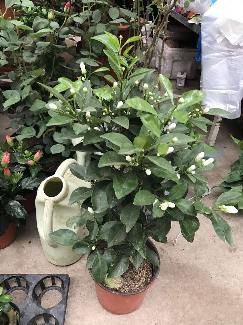 柠檬树苗怎么种植方法