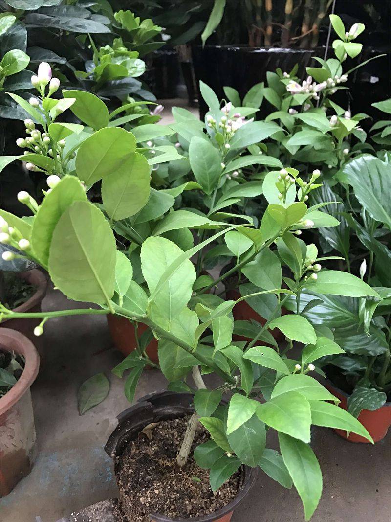 柠檬树苗怎么种植方法