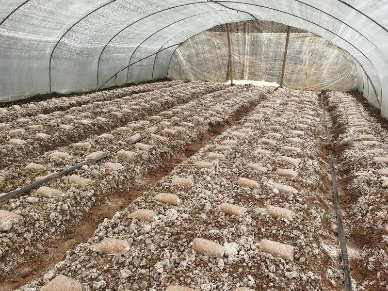 Sheep-breeding techniques