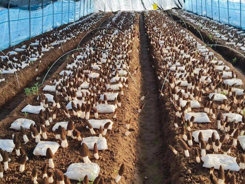 Sheep-breeding techniques