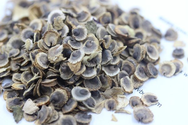 蜀葵种子的种植方法