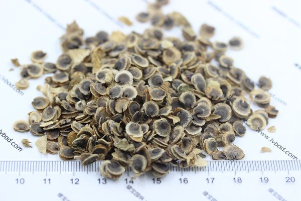 蜀葵种子的种植方法
