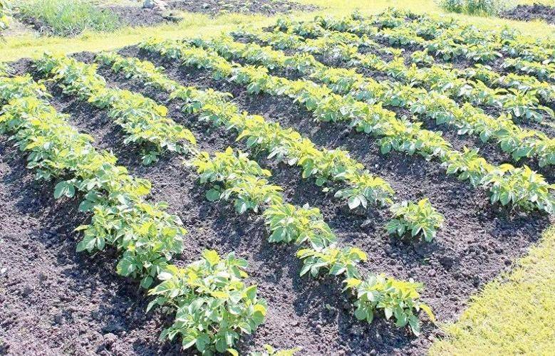 Potato growing techniques