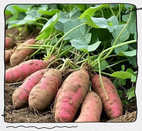 Potato growing techniques
