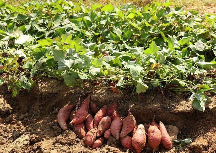 Potato growing techniques