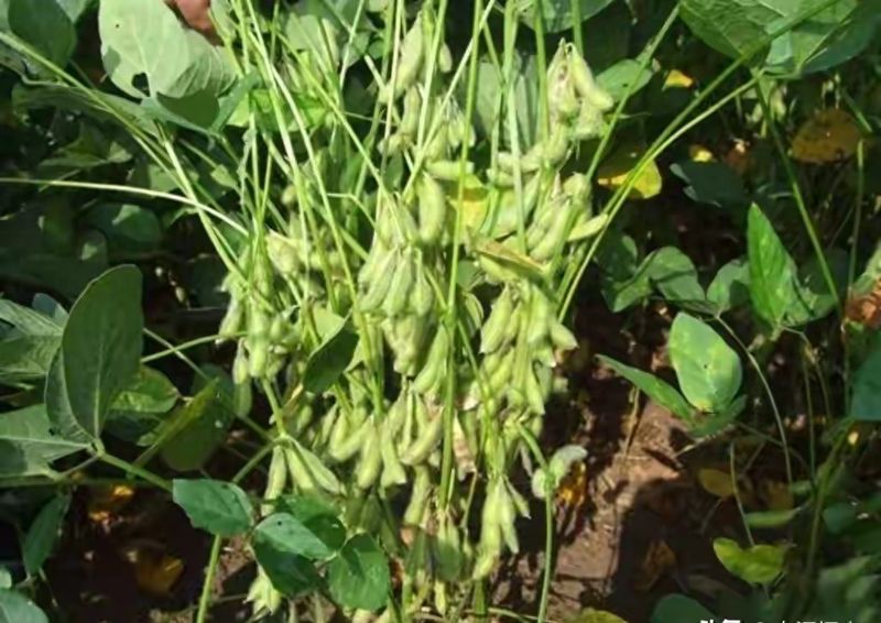 夏大豆种植技术