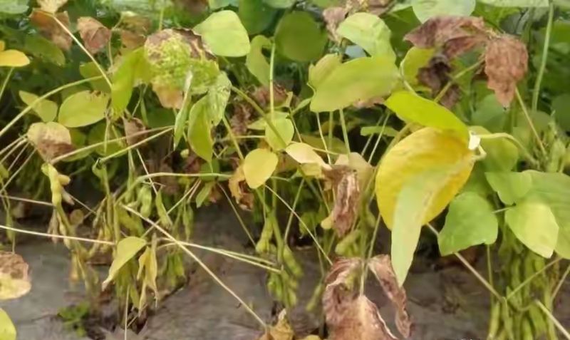 夏大豆种植技术