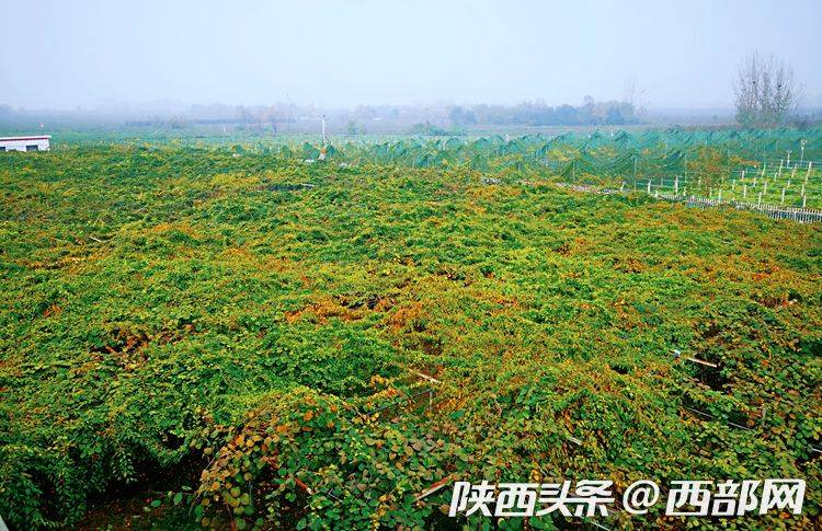 猕猴桃的种植方法