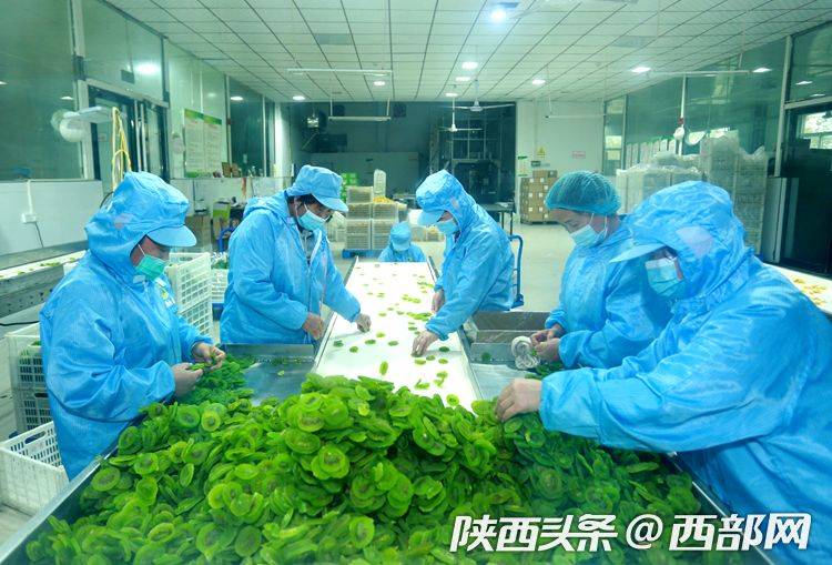 猕猴桃的种植方法