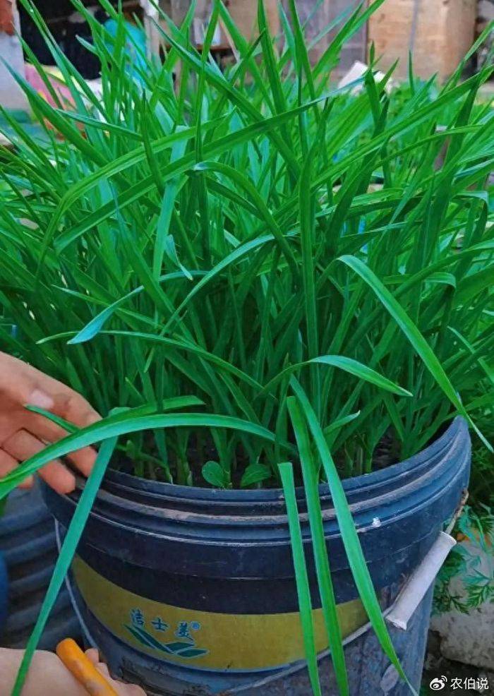How to grow vegetables on the balcony