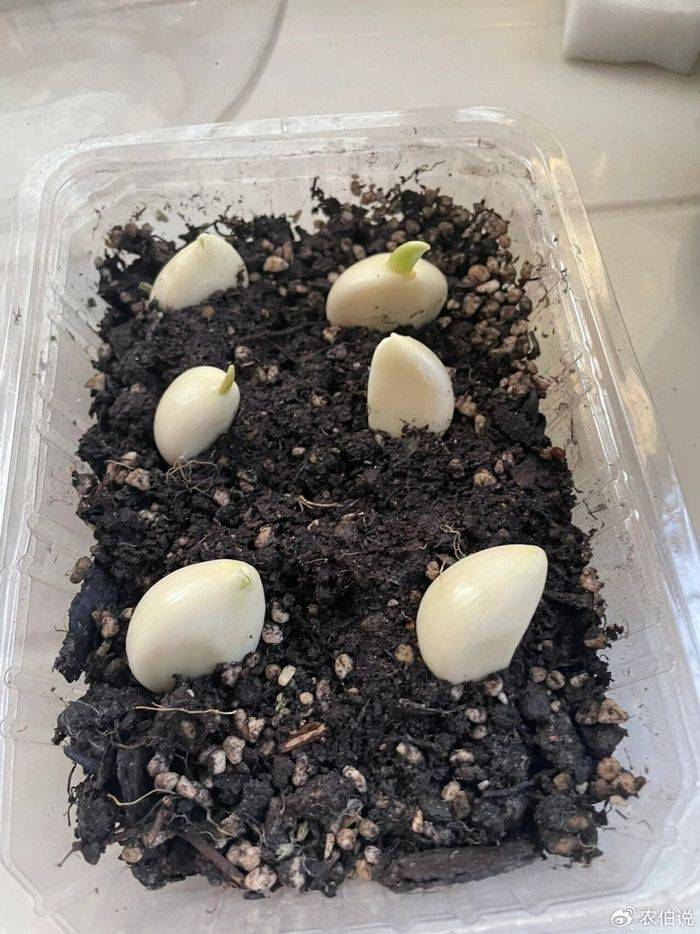 How to grow vegetables on the balcony
