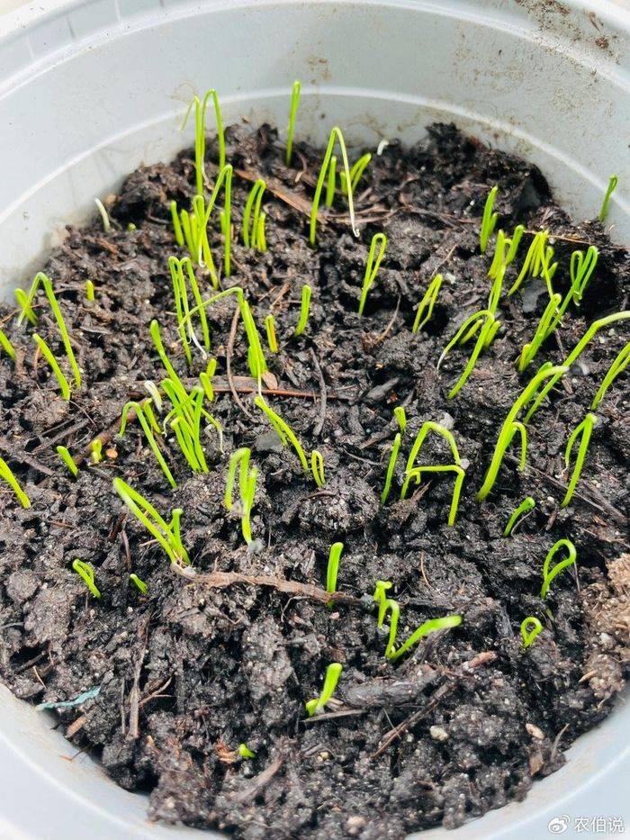 How to grow vegetables on the balcony