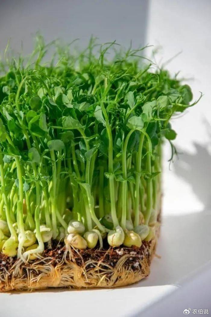 How to grow vegetables on the balcony