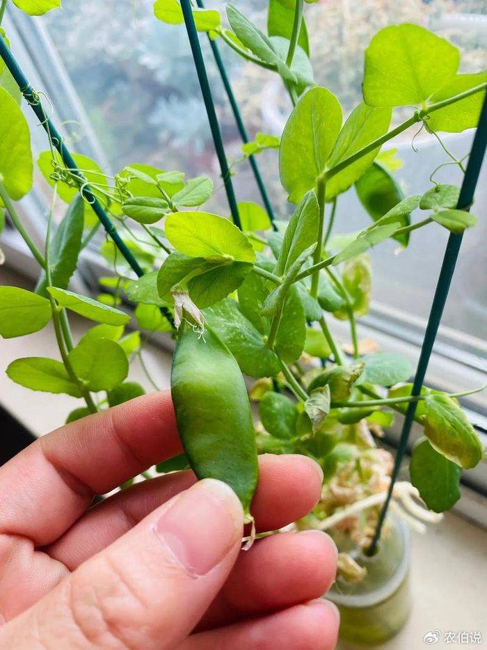 How to grow vegetables on the balcony