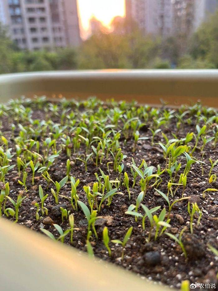 How to grow vegetables on the balcony