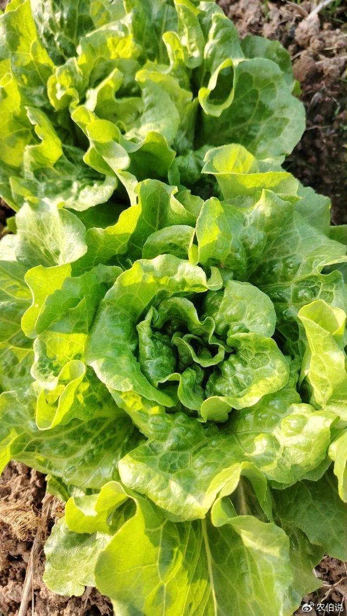 How to grow vegetables on the balcony