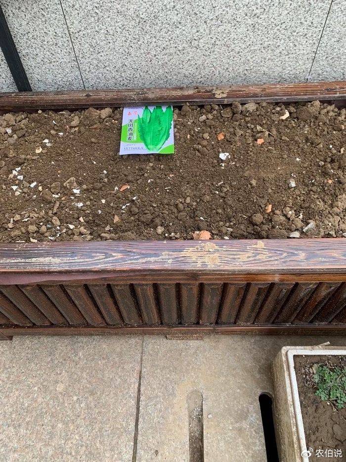 How to grow vegetables on the balcony