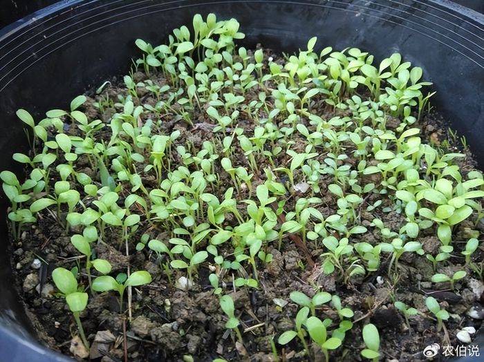 How to grow vegetables on the balcony