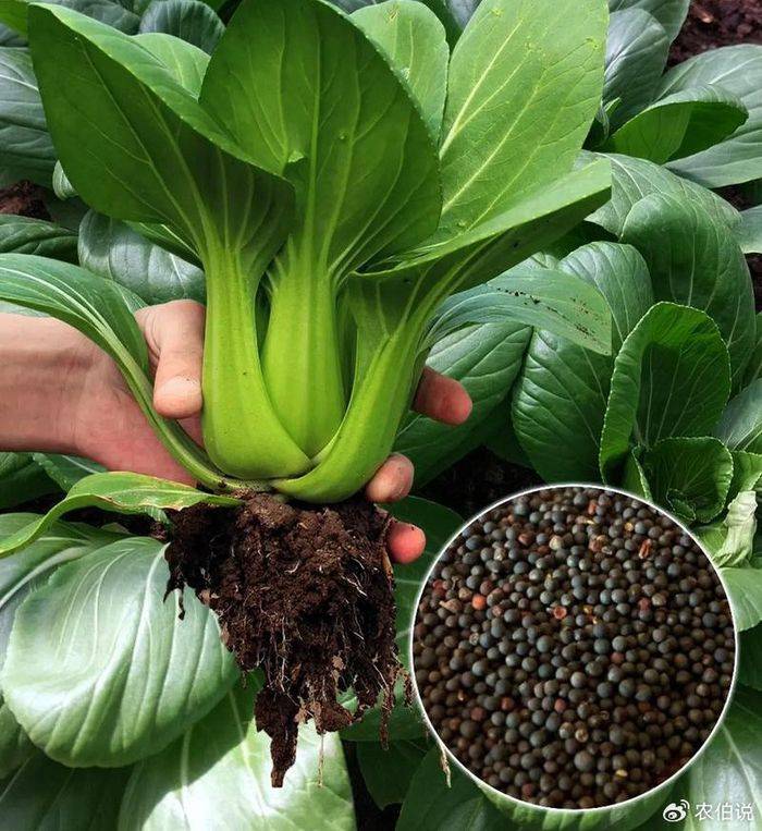 How to grow vegetables on the balcony