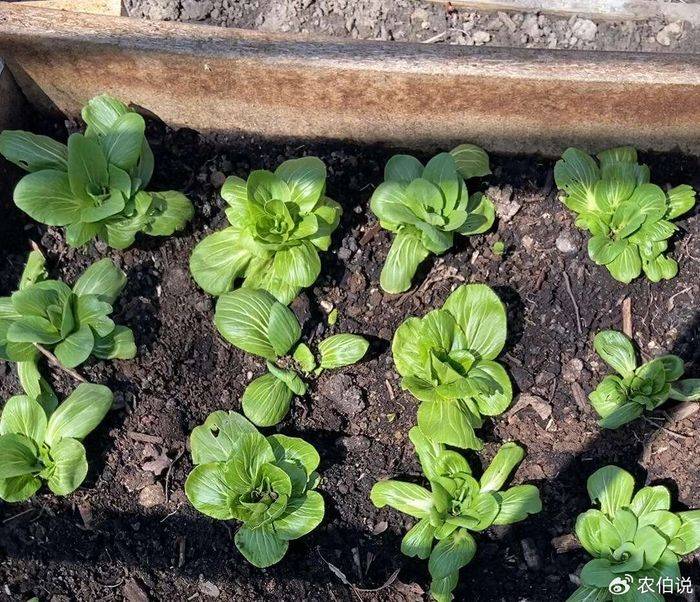 How to grow vegetables on the balcony
