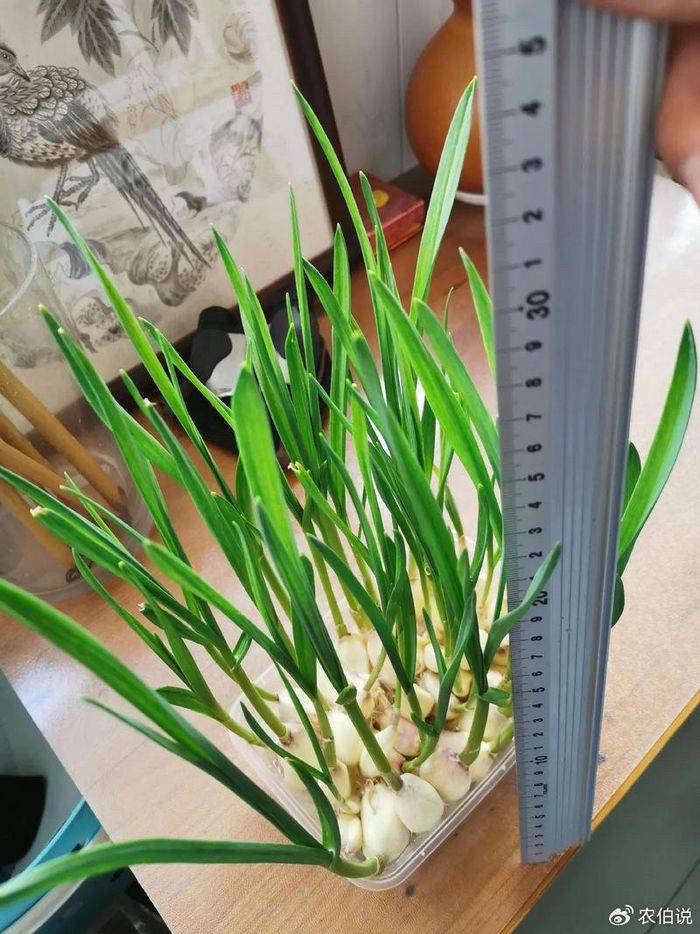 How to grow vegetables on the balcony