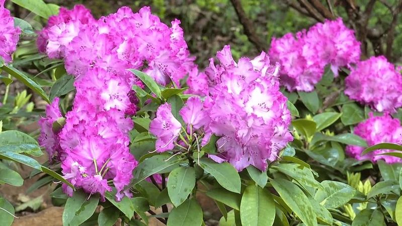 云南樱花售价